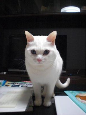 CIMG2660_convert_20120331184320.jpg