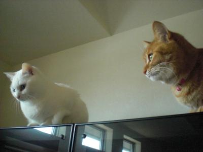 CIMG2661_convert_20120331184334.jpg