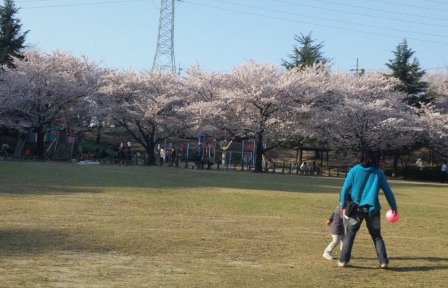 桜の木の下ではお弁当を食べている人たちが・・・