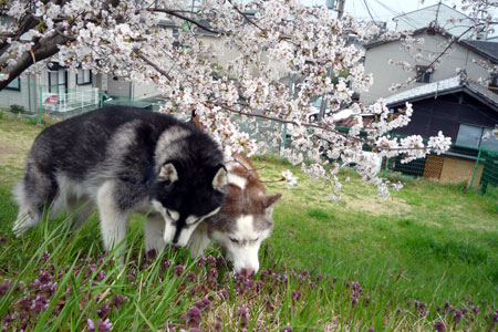 130401_03.jpg