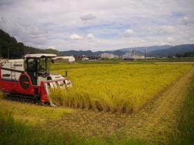 田中農場稲刈①