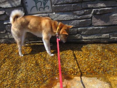 IMG_0563_convert_20120408153348.jpg