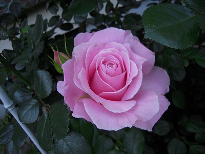 DSCN3503.jpg