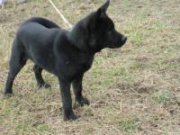 子犬