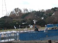 かもめ