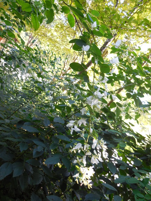 DSCN5690-700.jpg