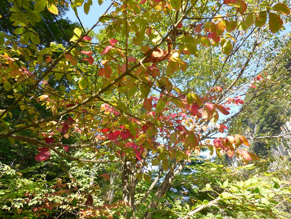 DSCN5756-700.jpg