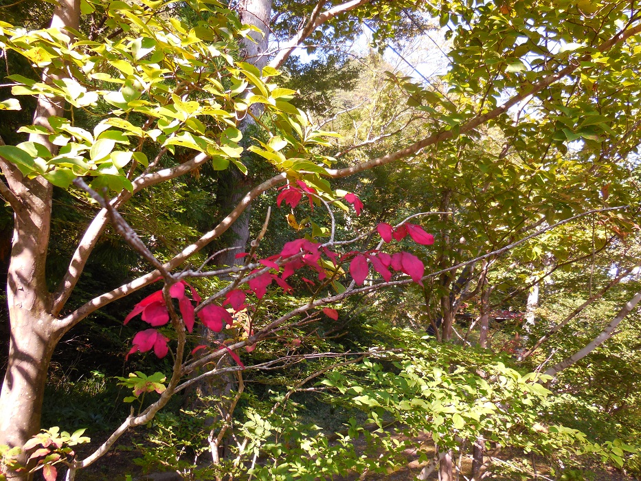 DSCN5757-700.jpg
