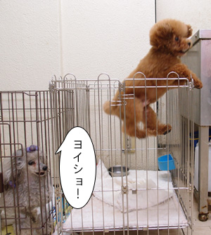 ちゃむくんのおしえ