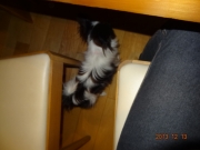 DSC06686.jpg