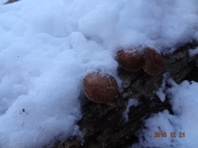 DSC06820.jpg