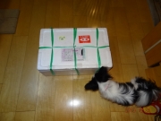 DSC06829.jpg
