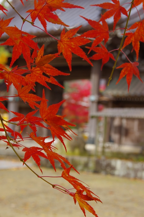 IMGP7496_R.jpg