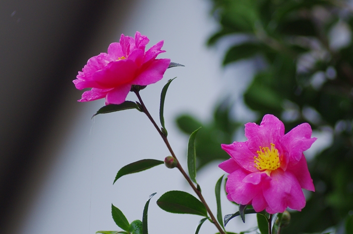 IMGP7692_R.jpg