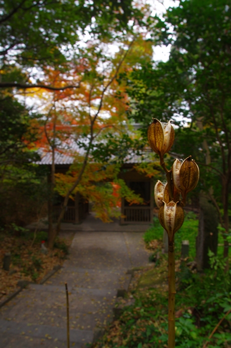 IMGP8104_R.jpg