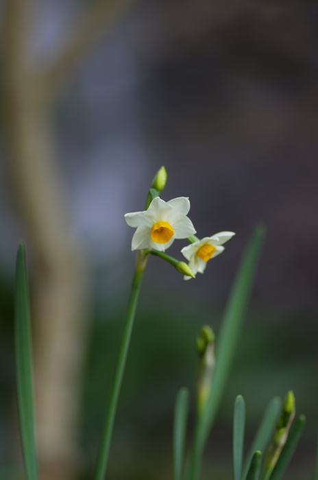 IMGP8323_R.jpg