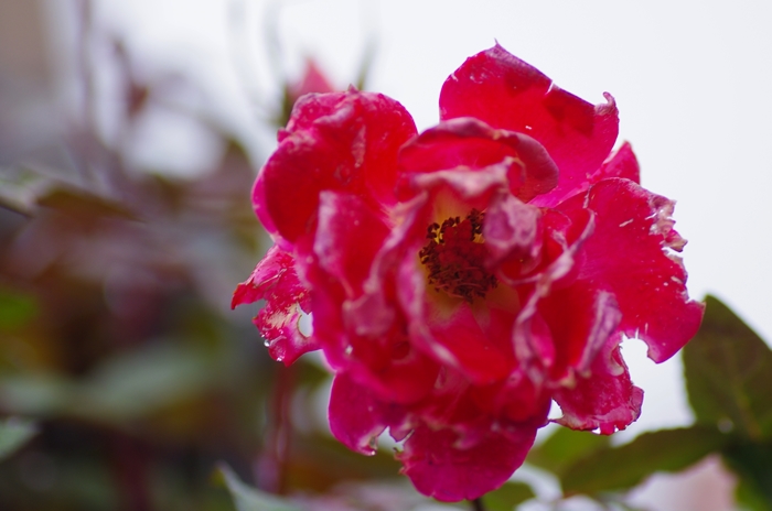 IMGP8406_R.jpg