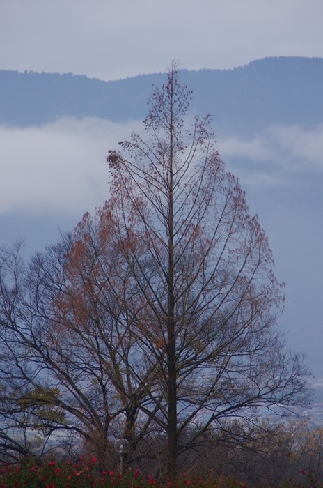 IMGP8492_R.jpg