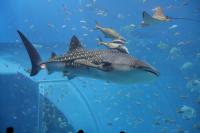 s-IMG_1972.jpg