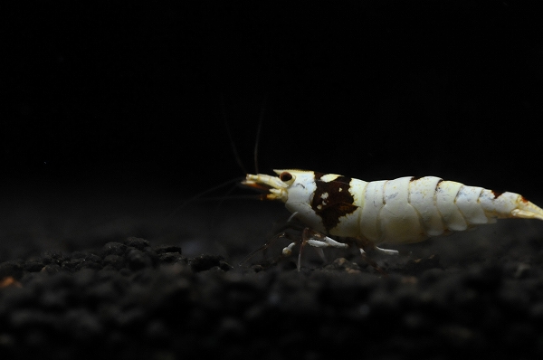 DSC_7135.jpg
