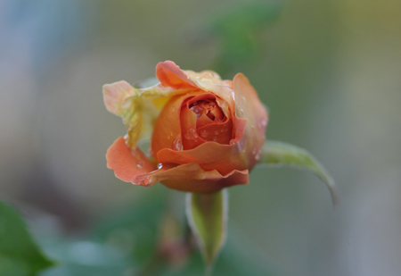 20141201-5b.jpg