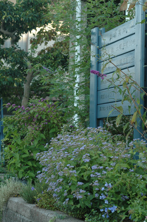 blueg2011926-1.jpg