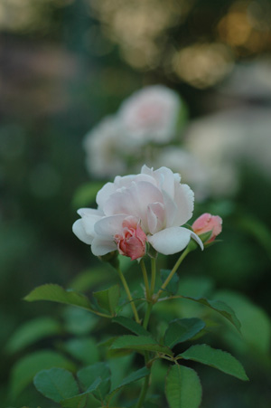 felicia2011929.jpg