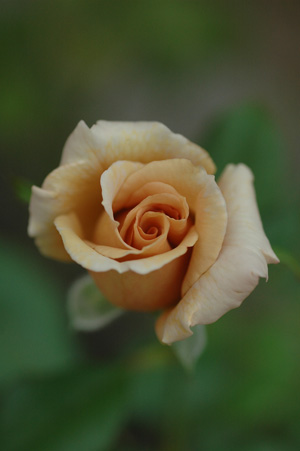 julia2011929-1.jpg