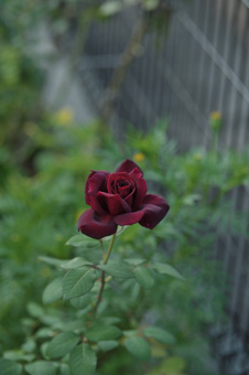 okurahoma20111008-2.jpg