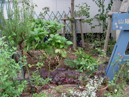 pinkg20111021-4.jpg