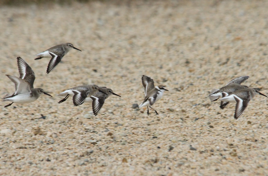 ハマシギ2014-2-7-11-30甲子園浜IMG_0410