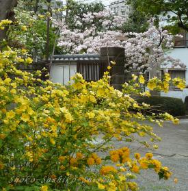 2012.04.22　桜山吹