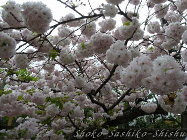 2012.04.22  八重桜