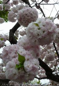 2012.04.22  毬　桜
