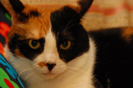 20110819mikan5.jpg