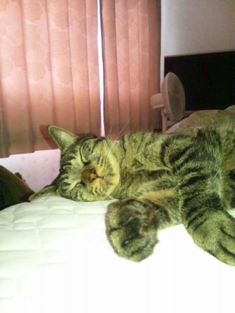 20110821kotetsu.jpg