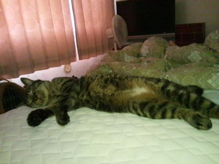 20110821kotetsu2.jpg