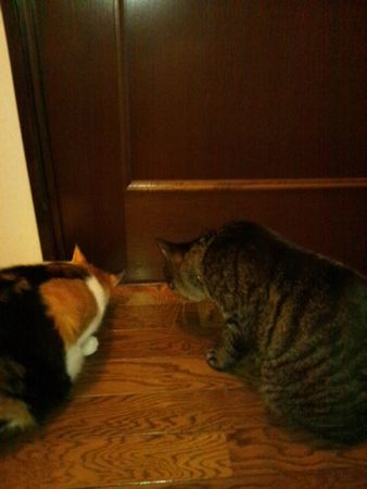 20110821mikankotetsu.jpg