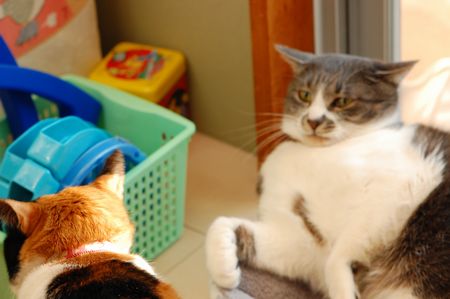 20120218mikanmiikun3.jpg