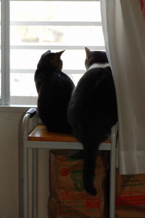 20120224kotetsumiikun.jpg