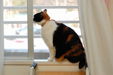 20120224mikan.jpg