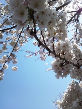 20120409sakura3.jpg