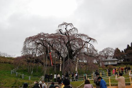 20120423takizakura2.jpg