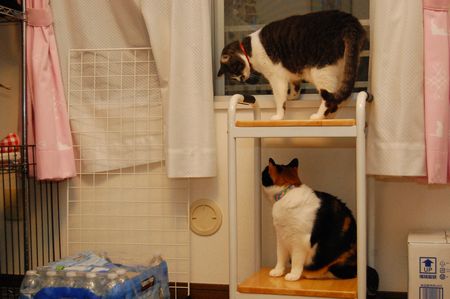20120503mikanmiikun4.jpg