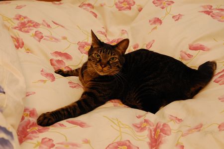 20130417kotetsu.jpg