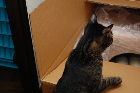 20130429kotetsu.jpg
