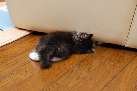 20130527chibi6.jpg