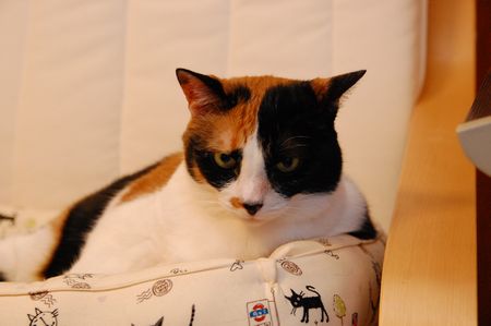 20130608mikan3.jpg