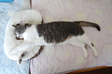 20130703miikun4.jpg