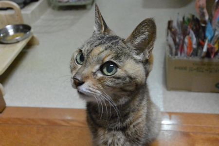 20130708momo.jpg